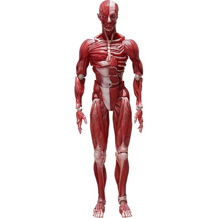 FREEing - figma Human Anatomical Model Figure