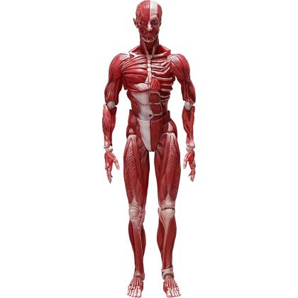 FREEing - figma Human Anatomical Model Figure