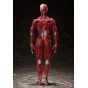 FREEing - figma Human Anatomical Model Figure