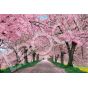 EPOCH - Fleurs de Cerisiers (Sakura) - Jigsaw Puzzle 1000 pièces 10-817s