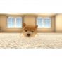 Imagineer Kleine Freunde Hunde & Katzen NINTENDO SWITCH