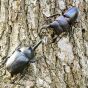 F-Toys Beetle & Stag Beetle Hunter Kabutomushi x Kuwagata 2025 Edition Toy