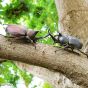 F-Toys Beetle & Stag Beetle Hunter Kabutomushi x Kuwagata 2025 Edition Toy