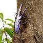F-Toys Beetle & Stag Beetle Hunter Kabutomushi x Kuwagata 2025 Edition Toy