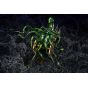 FREEing Shin Megami Tensei Demon Lord Mara Figure