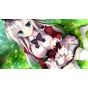 Entergram  Shirokoi Sakura*Gram - Nintendo Switch