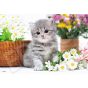 EPOCH 300-Piece Jigsaw Puzzle – “Osumashi Neko-chan” (Cat Edition)