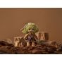 Softopia(TM) ECHO: Whisper of the Forest (Soft Vinyl Plush Blind Box 6pcs Set)